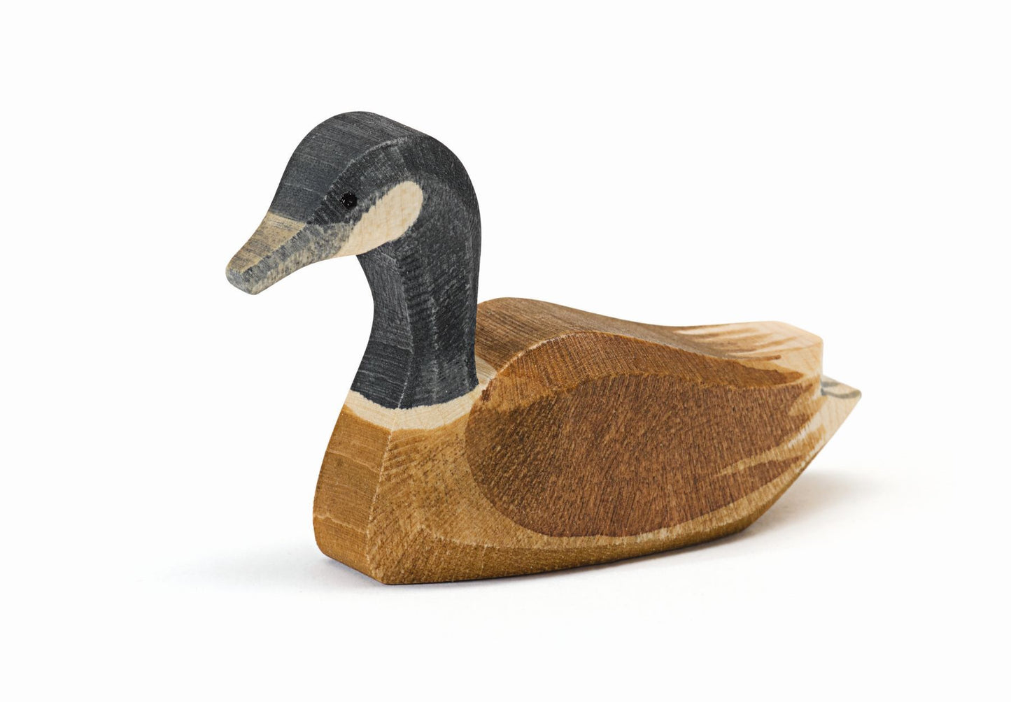 Canadese gans zwemmend